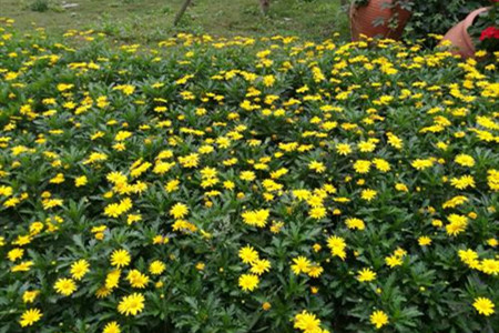 黄金菊如何养护和管理