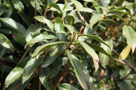 桂花嫁接用什么树桩最好