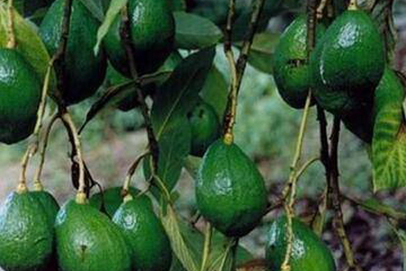 牛油果树多久挂果