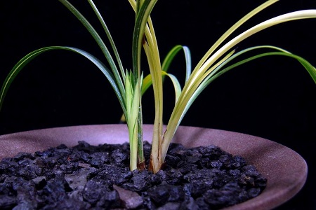 春兰夏天怎么养护