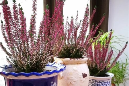 欧石楠适合温度