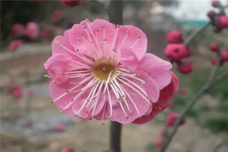 人民币上的花朵是什么花