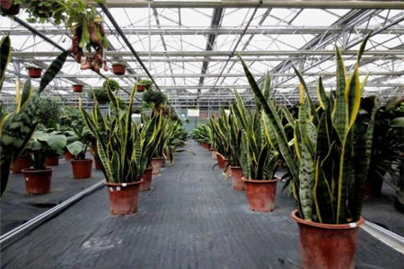 短叶虎皮兰的作用和功效