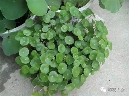 什么是有机肥和无机肥的区别