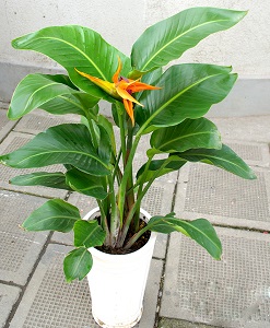 鹤望兰开什么花