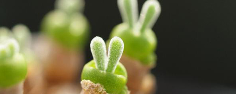 “小兔子”碧光环多肉怎么养价格是多少钱(碧光环多肉好养吗)