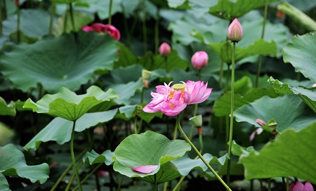 如何延长荷花花期的时间