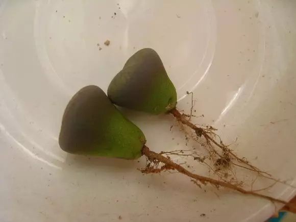 绿萝发财树的养殖方法