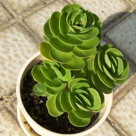 金钱木容易养吗