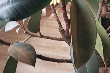 橡皮树干叶发黄怎么办