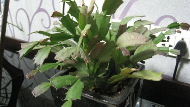 蟹爪兰叶子发黄怎么办黄叶枯萎的原因及补救办法(蟹爪兰的叶子变黄了怎么办)