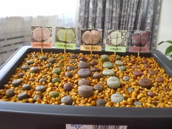 绿萝发财树的养殖方法