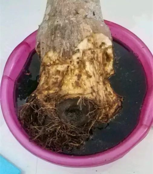 绿萝发财树的养殖方法