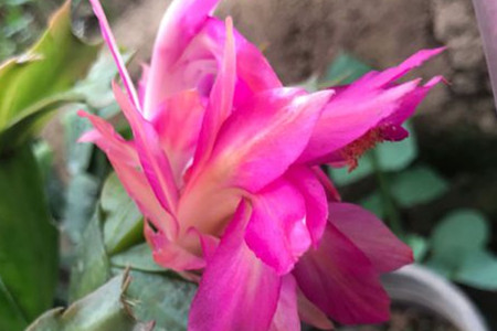 火龙果嫁接蟹爪兰教程