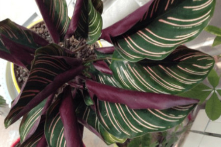 双线竹芋的叶子焦边严重什么原因