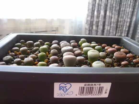 绿萝发财树的养殖方法