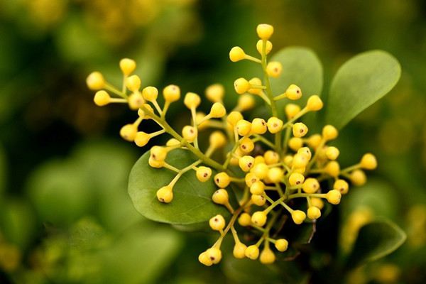 米兰花的开花期施肥(米兰花花期怎么施肥养护)