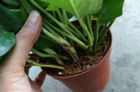 绿萝可以用沙土养吗