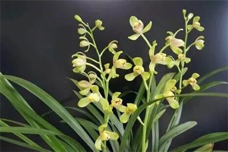 人民币上的花朵是什么花