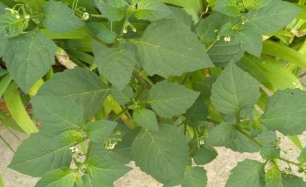 少花龙葵和龙葵的区别