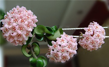 球兰长得慢怎么回事(球兰长得慢怎么回事儿)