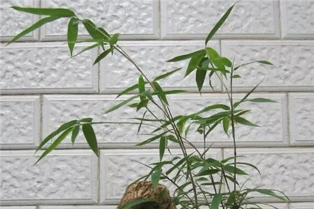 人民币上的花朵是什么花