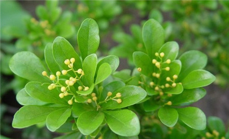 米兰花花期怎么施肥养护