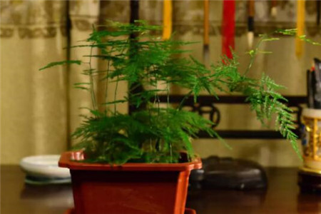 家里面摆花有什么讲究