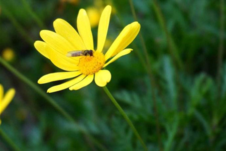 黄金菊如何养护和管理