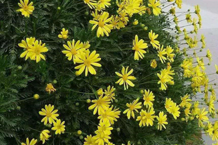 黄金菊如何养护和管理