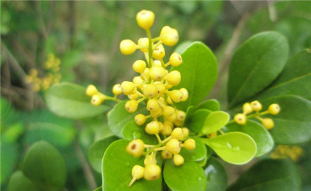 米兰花花期怎么施肥养护