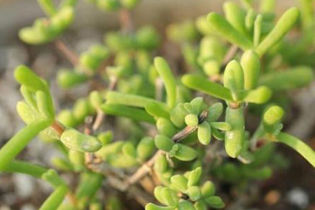 碧光环多肉好养吗