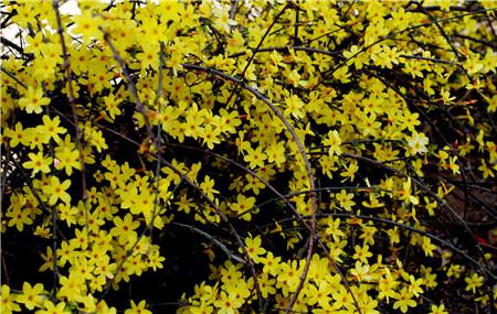 迎春花不开花怎么办视频