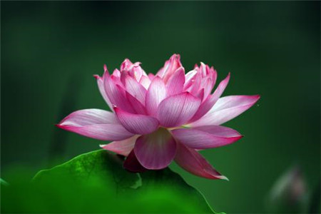 荷花的花语是什么语