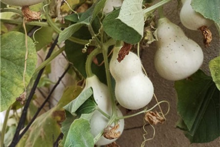 小葫芦怎么才能结得多