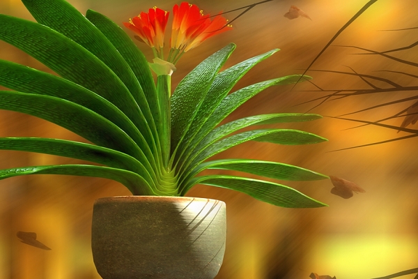 君子兰为什么不能送人(君子兰怎么辨别公母)