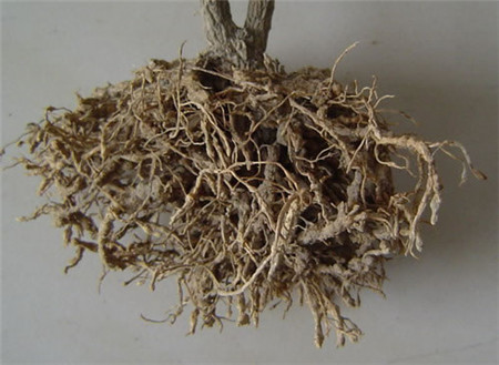 桔梗的病虫害防治