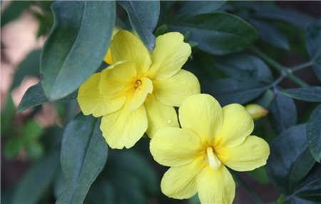 迎春花不开花怎么办视频