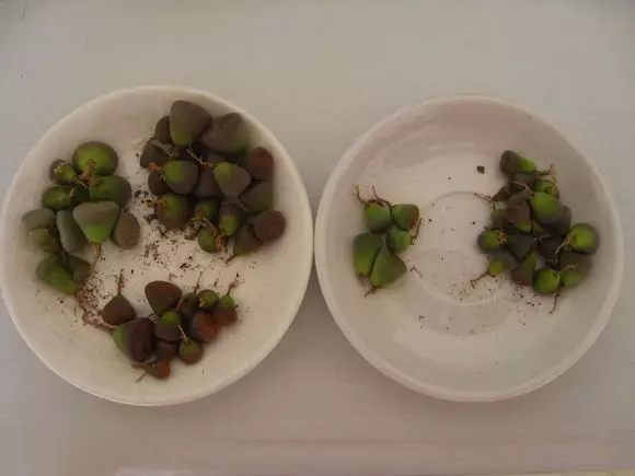 绿萝发财树的养殖方法