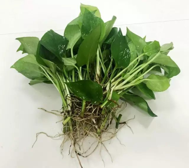 绿萝发财树的养殖方法