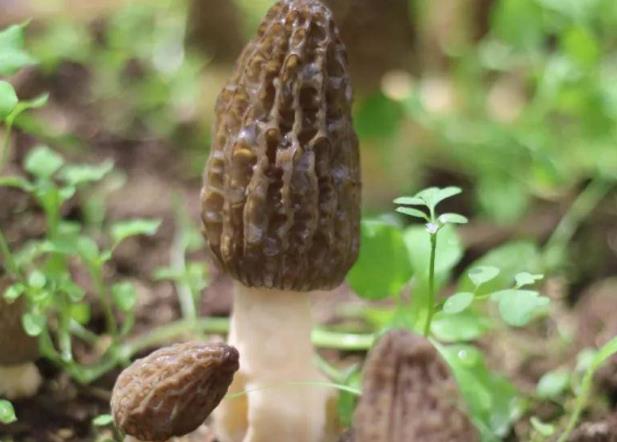 干羊肚菌要泡发多久泡发羊肚菌的水怎么处理(干羊肚菌泡发时间过长还敢吃吗)