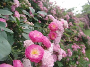 粉团蔷薇的功效和作用