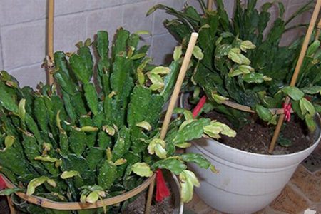 蟹爪兰的叶子变黄了怎么办