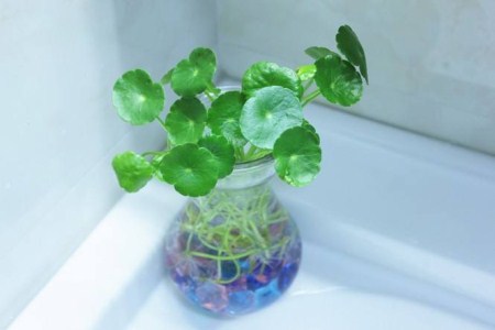 铜钱草叶子长出来就干枯