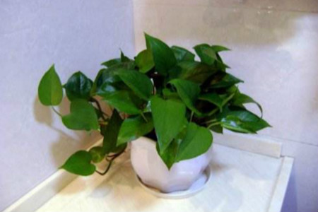 绿萝可以用沙土养吗