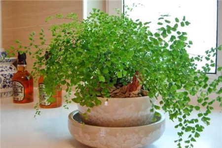 家里面摆花有什么讲究