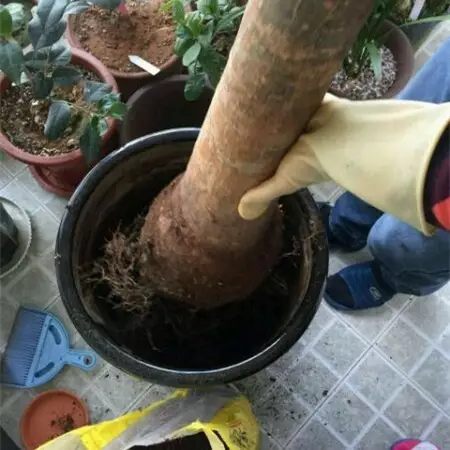 绿萝发财树的养殖方法