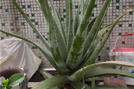 新买的芦荟怎么养护和浇水