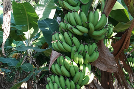 香蕉哪里生产地最出名