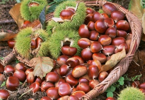 板栗里面的皮可以吃吗?